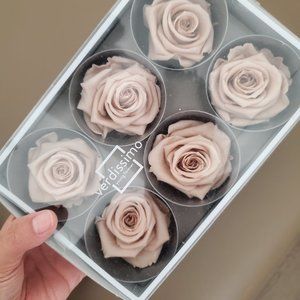 Large Equadorian Preserved Roses